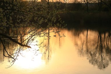 Güneş batarken altın bir gölde yüzen büyük ibikli yağlar suya yansıyor. Su kuşunun silüeti ile minimalist resim.
