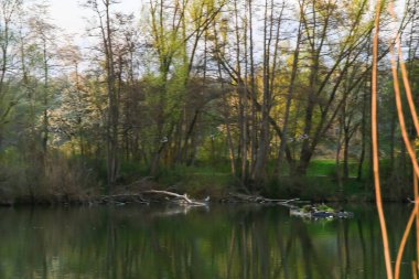 Regensburg, Almanya: Akşam manzarasında uçan ördekler