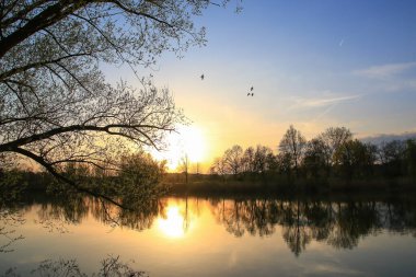 Regensburg, Almanya: Akşam manzarasında uçan ördekler