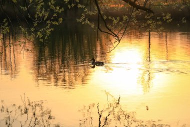 Regensburg, Almanya: güneş batarken altın bir gölde yüzen vahşi ördek suya yansıyor. Su kuşunun silüeti ile minimalist resim.