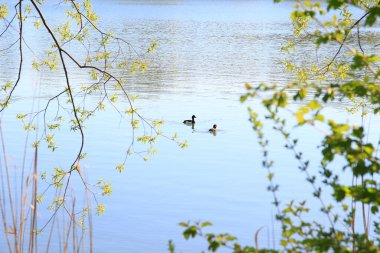 Regensburg, Almanya: Tuna Nehri yakınlarındaki bir gölde yüzen Tuffy ördekleri
