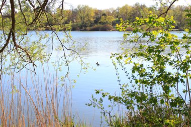 Regensburg, Almanya: Tuna Nehri yakınlarındaki bir gölde yüzen Tuffy ördekleri