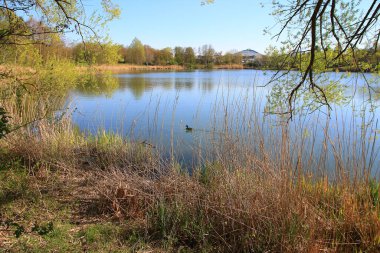 Regensburg, Almanya: Erkek Mallard ördeği Tuna Nehri yakınında suda.