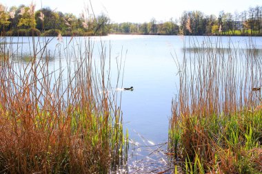 Regensburg, Almanya: Tuna Nehri üzerinde yüzen ördek portresi (Fulica atra)