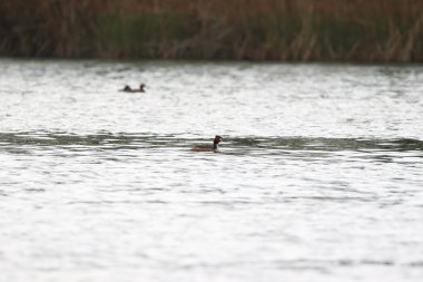 Regensburg, Almanya: Tuna Nehri üzerinde yüzen büyük ibikli kuş