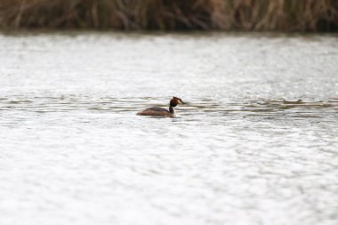 Regensburg, Almanya: Tuna Nehri üzerinde yüzen büyük ibikli kuş