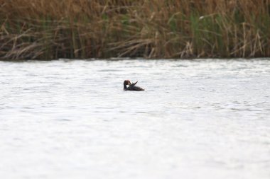 Regensburg, Almanya: Tuna Nehri üzerinde yüzen büyük ibikli kuş