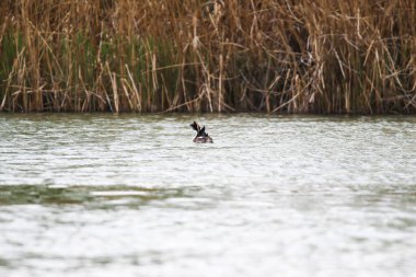 Regensburg, Almanya: Tuna Nehri üzerinde yüzen büyük ibikli kuş