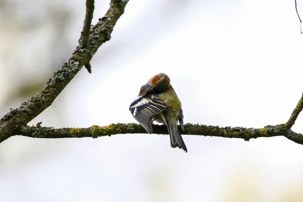 Zwykły Pleśń Siedzi Drzewie Piękny Ptak Pieśniowy Grzyb Pospolity Dzikiej — Zdjęcie stockowe