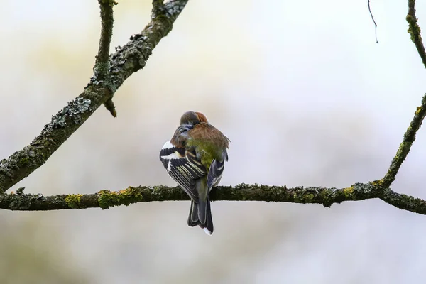 Pinson Commun Est Assis Sur Arbre Bel Oiseau Chanteur Poussette — Photo