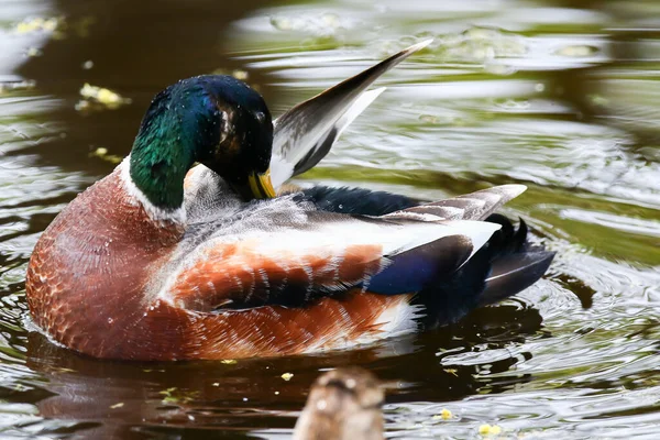 Almanya 'da Danube nehrinin yakınındaki gölde vahşi ördekler