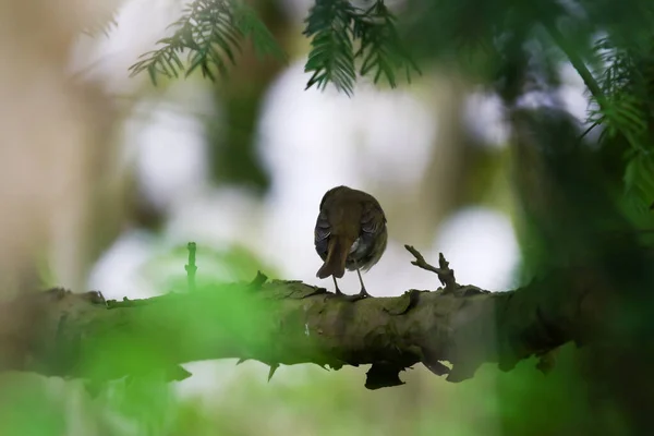 Mirlo Común Turdus Merula Sentado Una Rama Árbol Mirlo Común — Foto de Stock