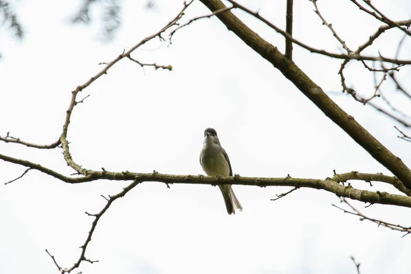 Samiec Blackcap Ptak Sylvia Atricapilla Siedzi Gałęzi Wiosną — Zdjęcie stockowe