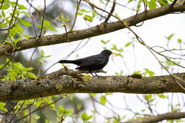 坐在树枝上的一种普通的黑鸟 金丝雀 — 图库照片