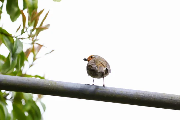 Робін Птах Сидить Міатальному Барі Парку — стокове фото