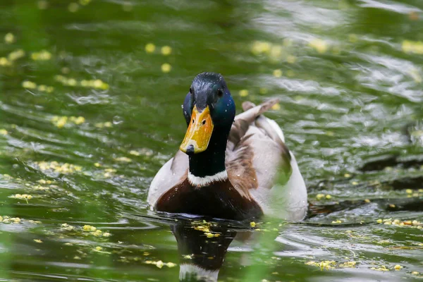 Patos Salvajes Lago Cerca Del Río Danubio Alemania —  Fotos de Stock