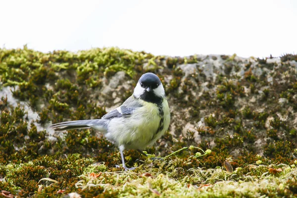 Great Tit (Parus major) on autumn tree leaves in the park