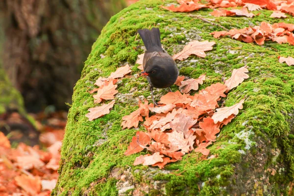Běžný Kos Turdus Merula Sedící Větvi Stromu — Stock fotografie