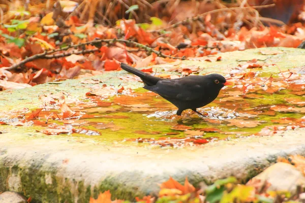 Common Blackbird Turdus Merula Bierze Kąpiel Basenie Publicznym Parku — Zdjęcie stockowe