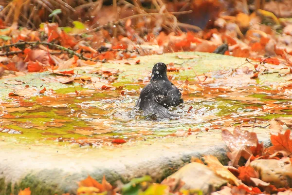 Common Blackbird (Turdus merula) is having a bath in a public pool in the park