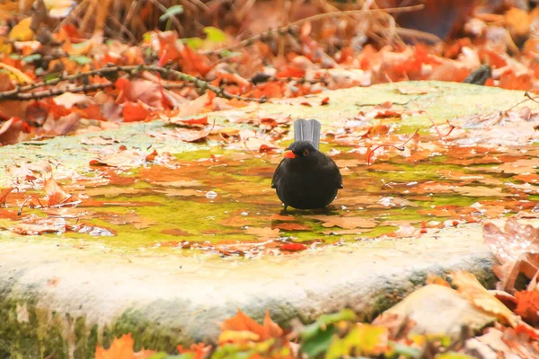 Pájaro Negro Común Turdus Merula Está Bañando Una Piscina Pública —  Fotos de Stock