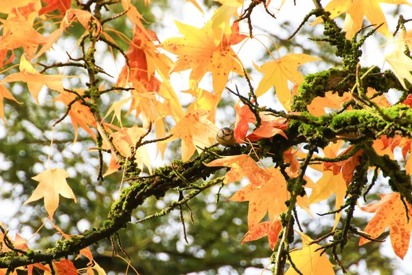 Great Tit Parus Major Autumn Tree Leaves Park — Φωτογραφία Αρχείου