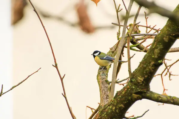 Great Tit Parus Major Autumn Tree Leaves Park — 스톡 사진