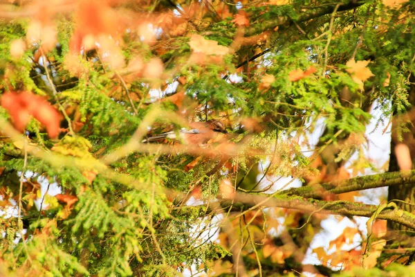 石榴属植物 秋天的鸟 德国的野性 美丽多彩的秋天 — 图库照片