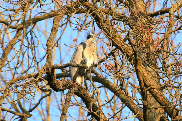 Ağaç dallarında oturan Gri Balıkçıl 'ın yakın plan fotoğrafı.