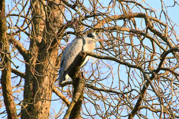 Ağaç dallarında oturan Gri Balıkçıl 'ın yakın plan fotoğrafı.