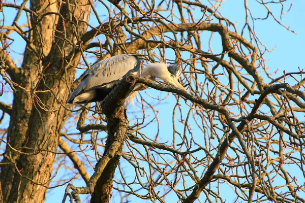 Ağaç dallarında oturan Gri Balıkçıl 'ın yakın plan fotoğrafı.