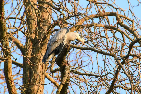 Ağaç dallarında oturan Gri Balıkçıl 'ın yakın plan fotoğrafı.