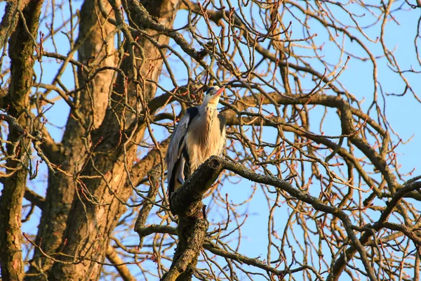 Close Foto Van Een Grijze Reiger Zittend Boomtakken — Stockfoto