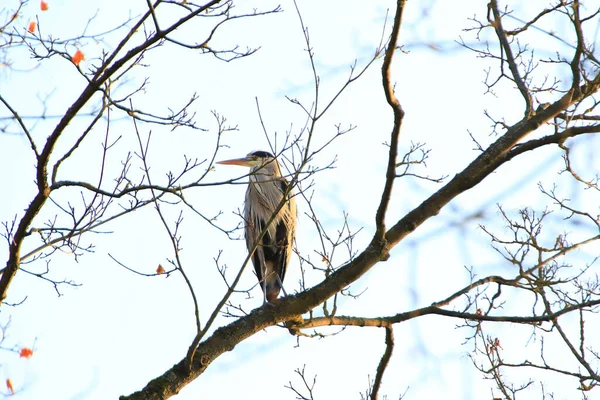 Ağaç dallarında oturan Gri Balıkçıl 'ın yakın plan fotoğrafı.