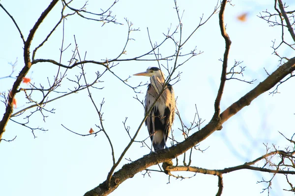 Ağaç dallarında oturan Gri Balıkçıl 'ın yakın plan fotoğrafı.
