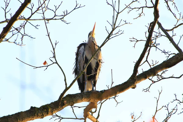 Ağaç dallarında oturan Gri Balıkçıl 'ın yakın plan fotoğrafı.