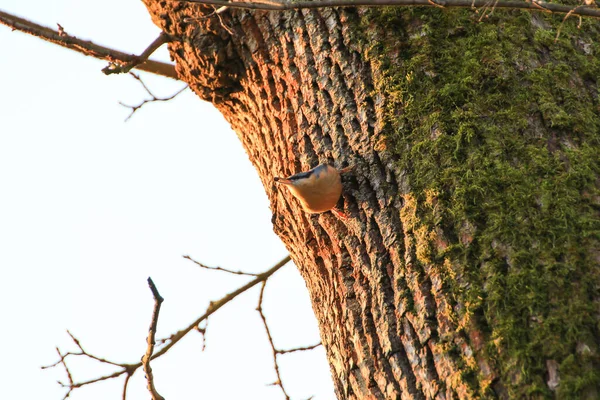 Euroasijský Nuthatch Nebo Dřevěný Nuthatch Sitta Europaea Malý Kolemjdoucí Pták — Stock fotografie