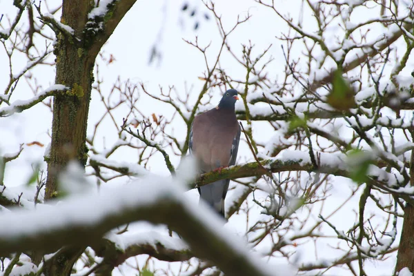 Columba Palumbus Uma Espécie Pombo Família Columba Pássaro Com Plumagem — Fotografia de Stock