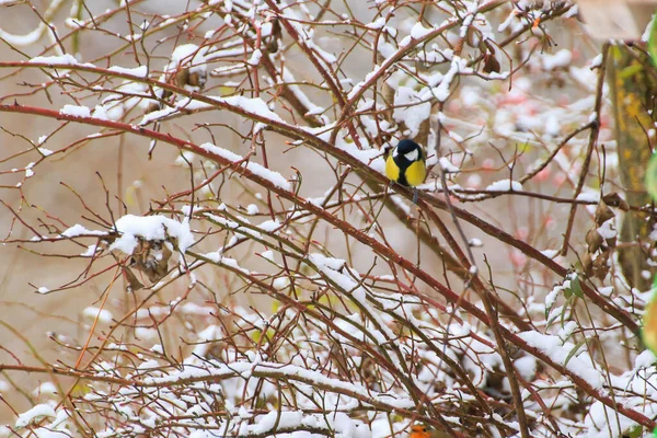 A blue tit shivering in the snow, perched on a small branch