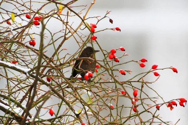 Mirlo Sentado Una Rama Árbol Invierno —  Fotos de Stock