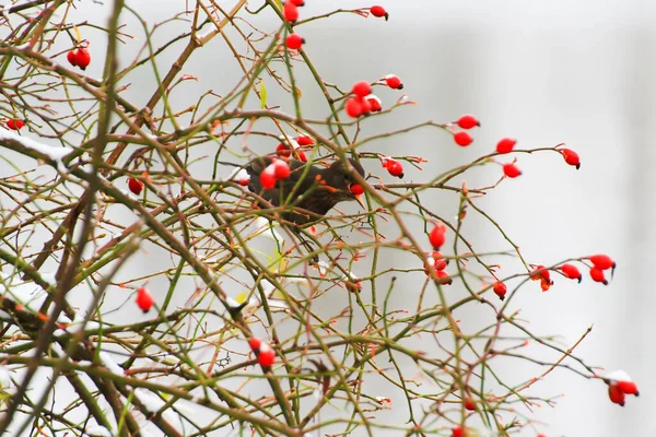 Blackbird Sitting Tree Branch Winter Time — Stock Photo, Image