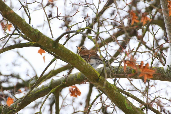 Buchfink Sitzt Auf Einem Baum Schöner Singvogel Buchfink Freier Wildbahn — Stockfoto