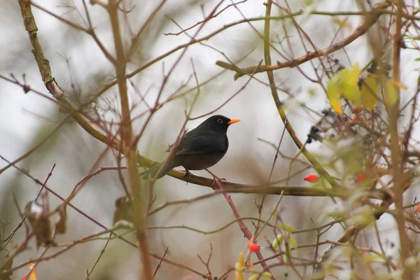 Чорний Птах Сидить Гілці Дерева Зимовий Час — стокове фото