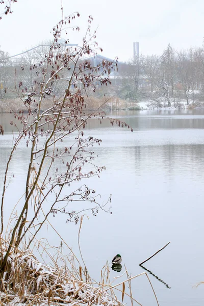 Regensburg Alemanha Pato Macho Lago Inverno — Fotografia de Stock