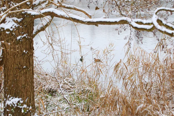 Par Patos Reais Água Pântano Tempo Inverno — Fotografia de Stock