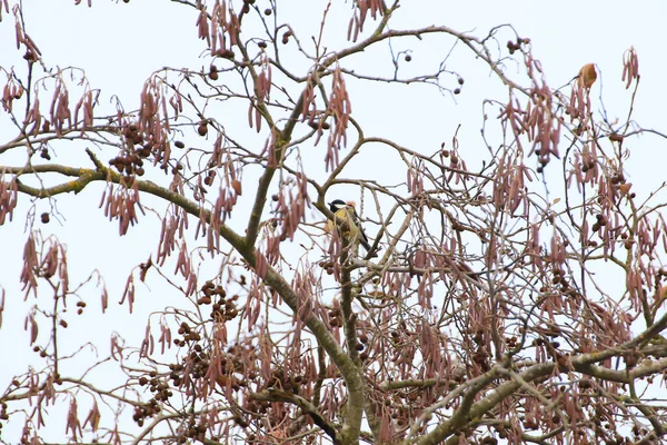 Great Tit Parus Major Autumn Tree Leaves Park — Stock fotografie