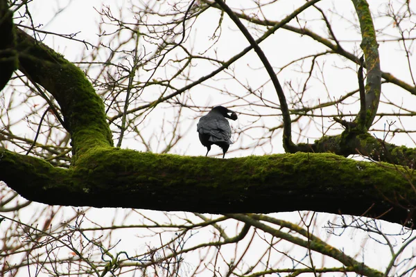 Corvo Nero Seduto Ramo Albero Mentre Tiene Noce Becco Aperto — Foto Stock