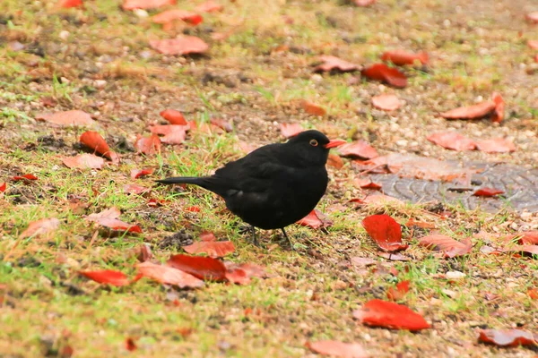 Male Blackbird Turdus Merula Looking Food Ground — Stock Photo, Image