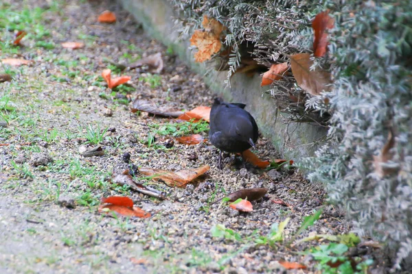 Mirlo Macho Turdus Merula Buscando Comida Suelo —  Fotos de Stock