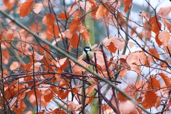 Blue Tit Parus Caeruleus Sitting Branch Autumn Season — Zdjęcie stockowe